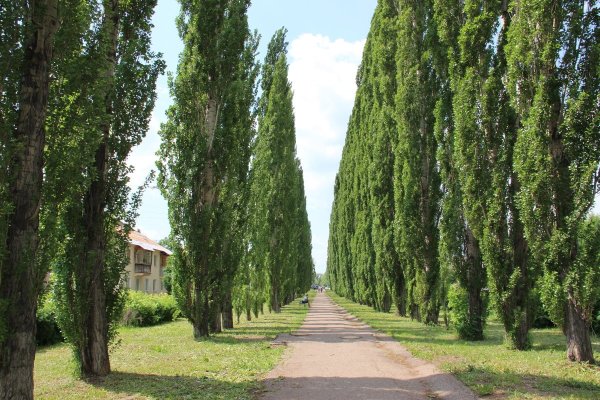 Populus Alba Тополь белый