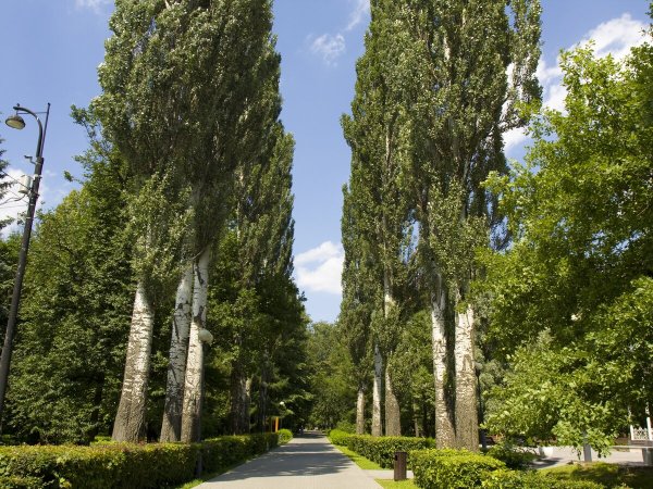 Пирамидальный Тополь Раина