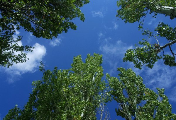 Тополь пирамидальный серебристый