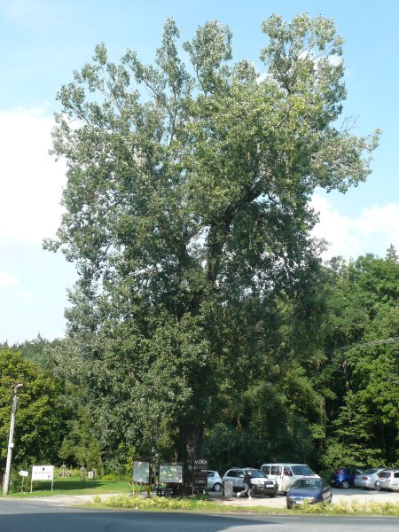Краснодарский край тополя поля Кубань