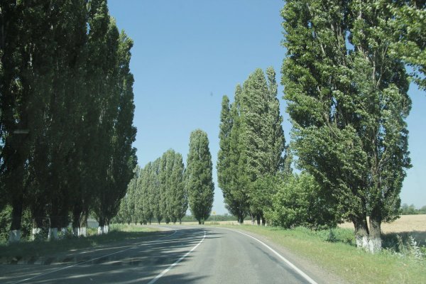 Тополь Сибирский