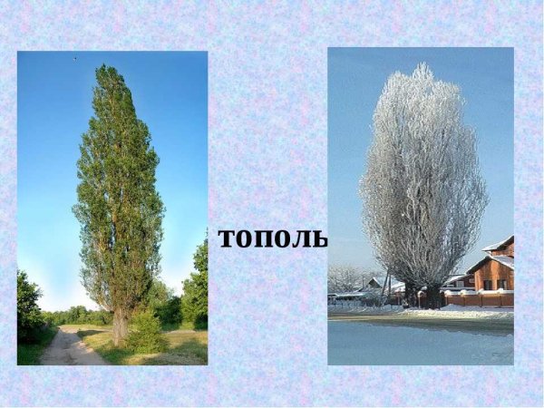Кубань тополя