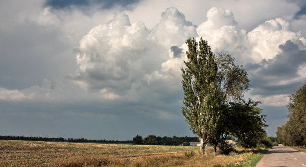 Тополиный пух