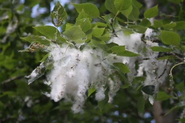 Тополь пирамидальный