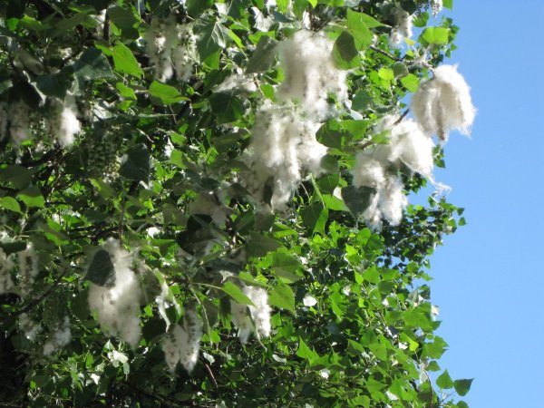 Тополиные порошицы