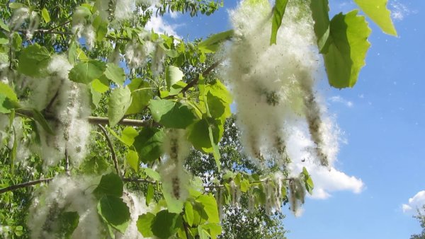 Осина (Populus tremula)