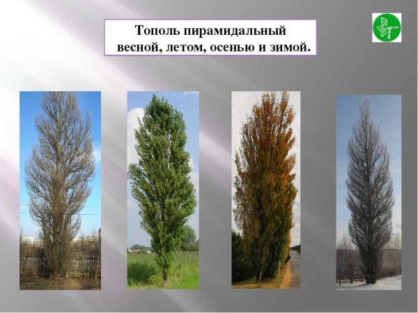 Дерево Тополь Астрахань