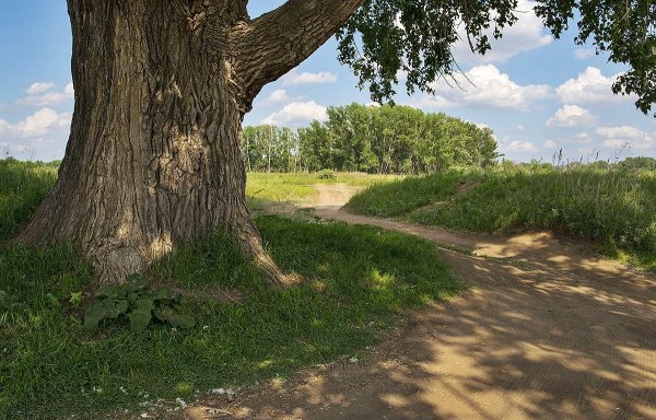 Осина (Populus tremula)