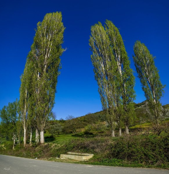 Тополиная роща лес