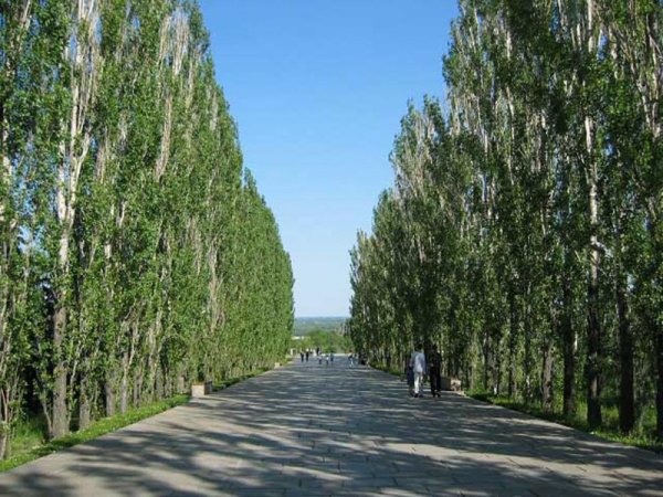 Тополь пирамидальный серебристый Коновалова