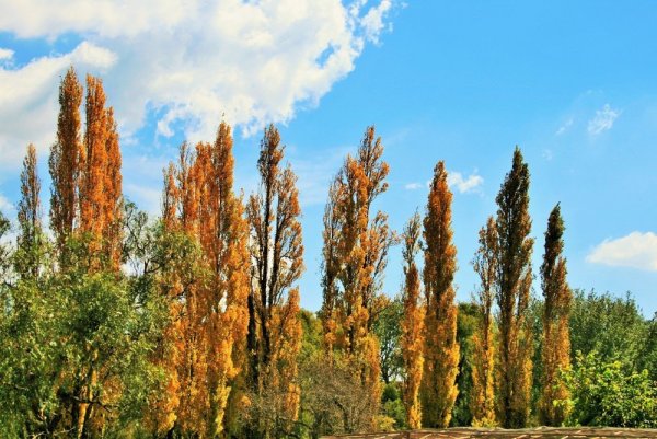 Тополиная лесополоса