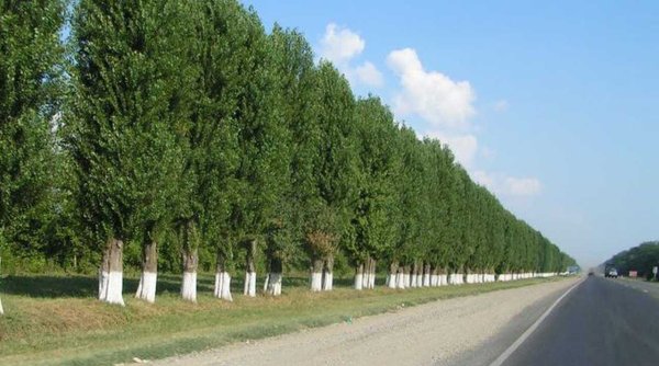 Тополя лесополосы