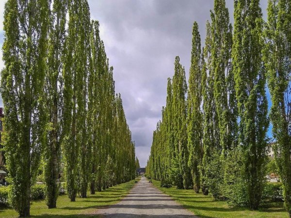 Тополиный пух