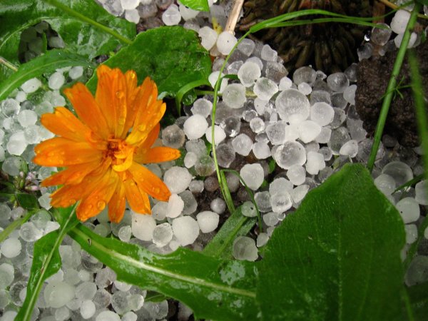 Град растение