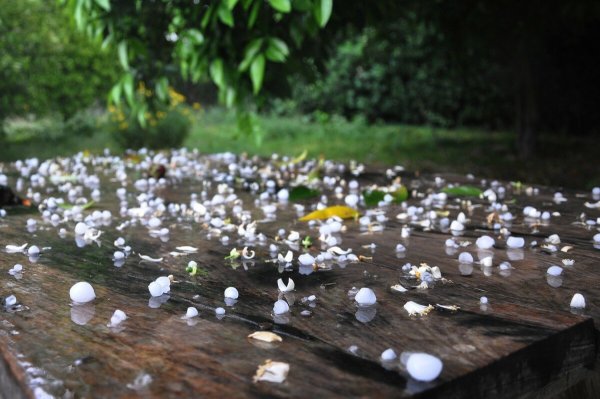 ГРАТ преродное евленее