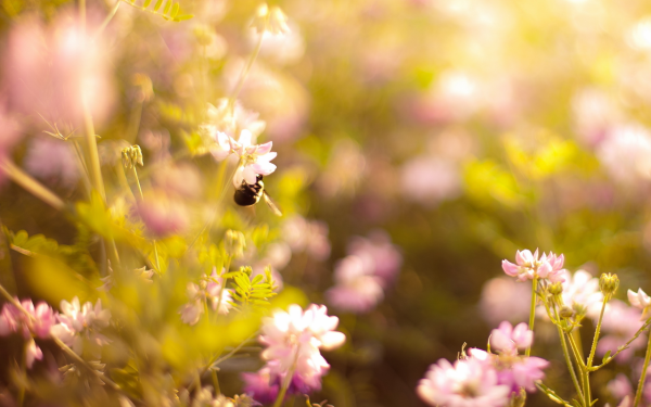 Природа в светлых тонах