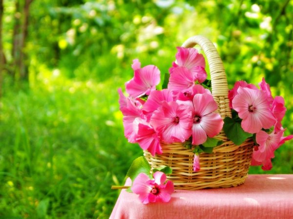 Мимилюсики цветы фото