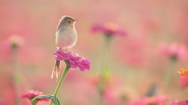 Нежные птицы