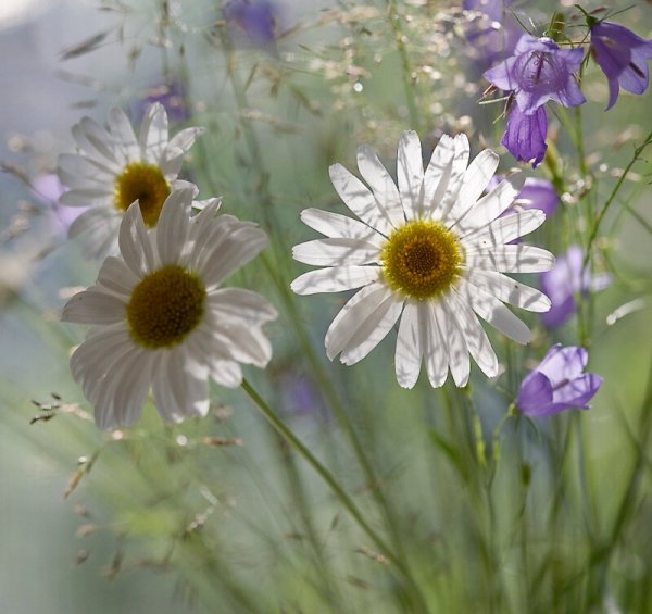 Красивые полевые цветы утром