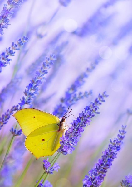Фотохудожник Татьяна Крылова