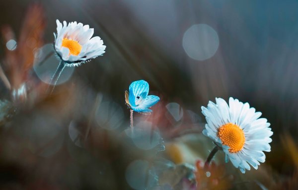 Нежные ромашки