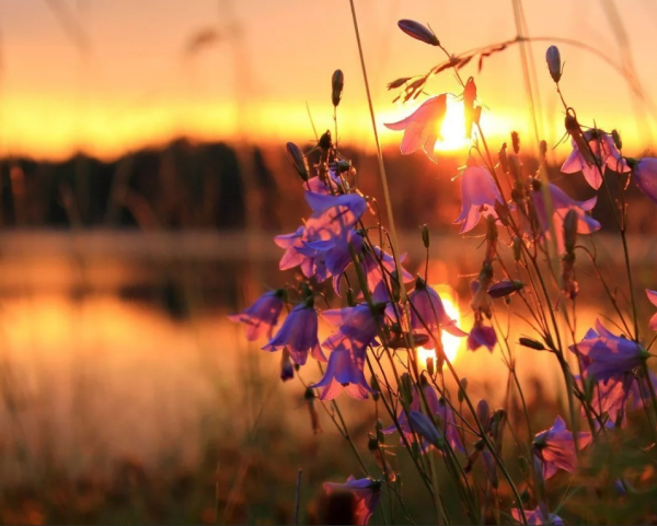 Полевые цветы на рассвете