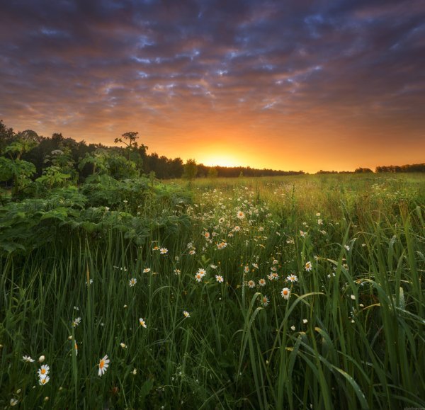 Природа летом