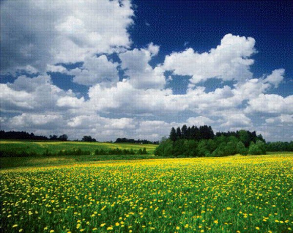 Ромашки у реки