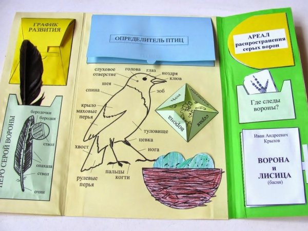 Лэпбук темы по биологии