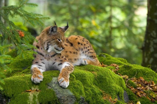 Рысь Уссурийской тайги