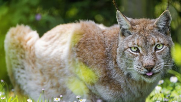 Зеленоглазая Рысь