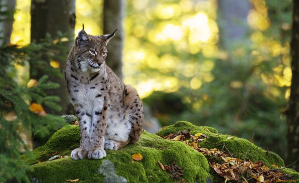 Рысь Уральская