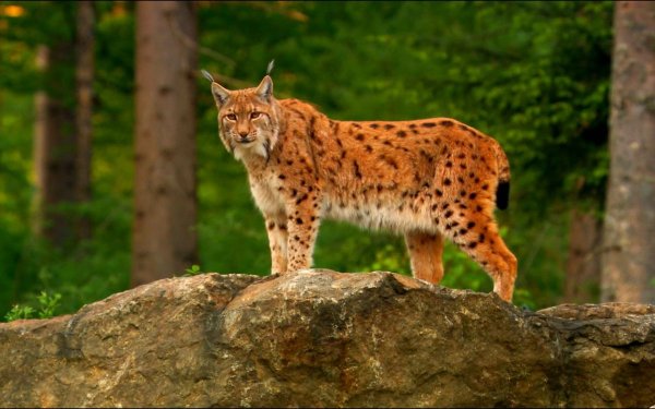 Красная Рысь Северная Америка