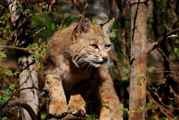 Фотообои Рысь