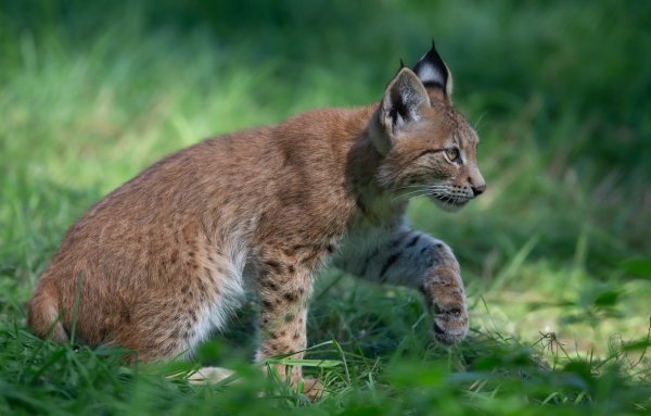 Рысь европейская