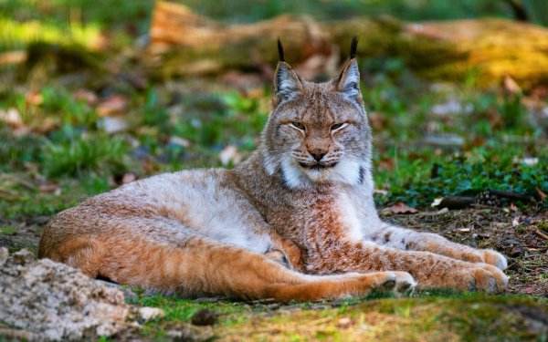 Канадская Рысь Бобкэт