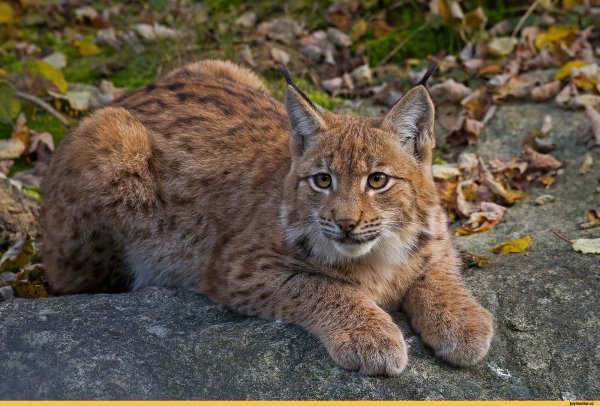 Рысь Дальневосточная