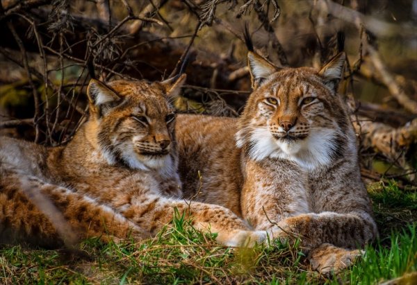 Играющие рыси