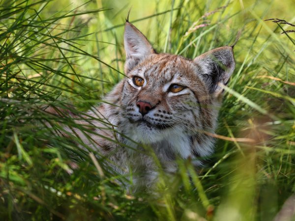 Рысь спряталась