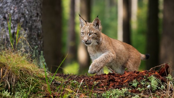 Лесная Рысь