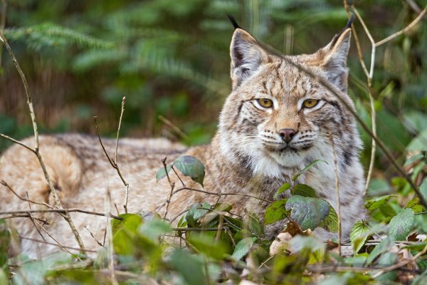 Рысь Уссурийской тайги