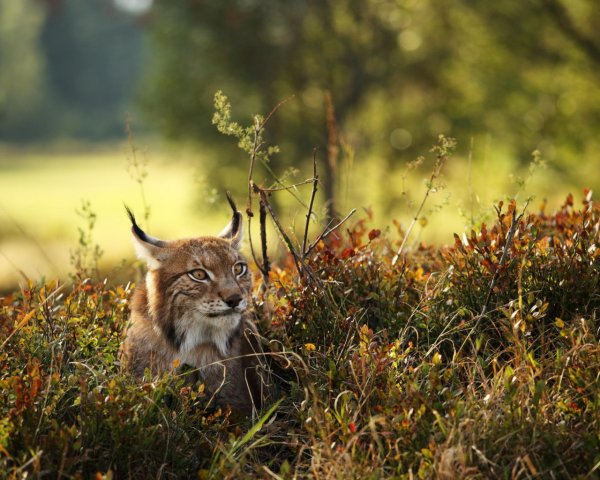 Рысь Тигирекский заповедник