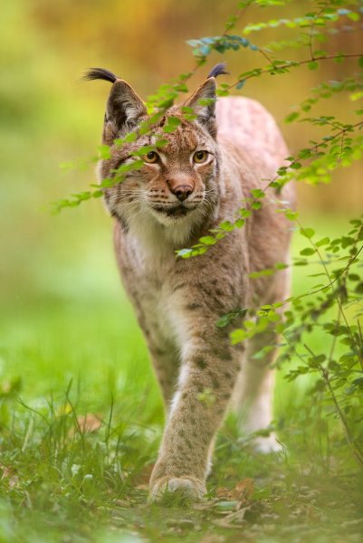 Рысь в джунглях