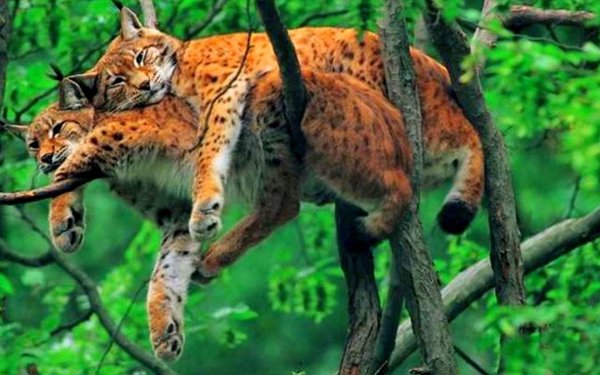 Рысь на ветке