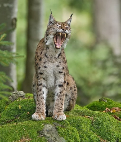 Обыкновенная Рысь Lynx Lynx