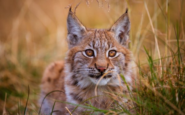 Обыкновенная Рысь