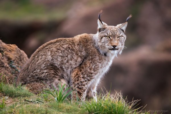 Рысь отьебис