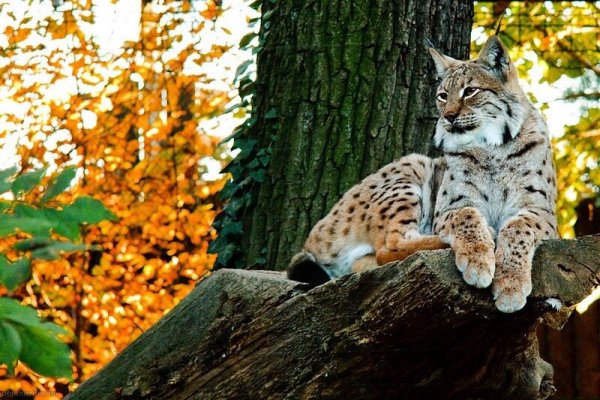 Осень лес Рысь