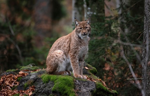 Рысь Лесная Таежная