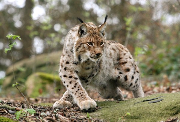 Растительный и животный мир Германии